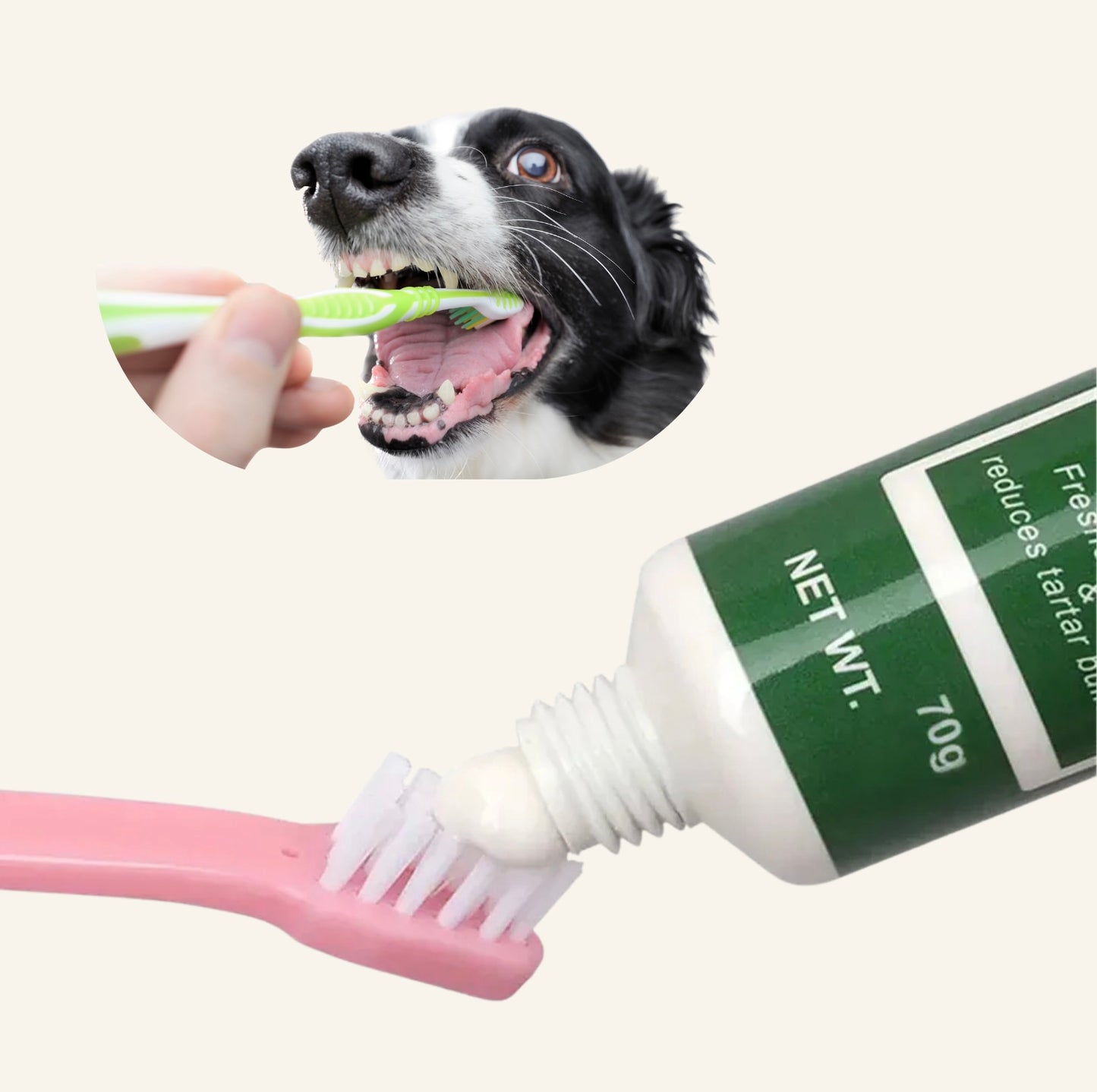 Gros plan d'une brosse à dents appliquée sur les dents d'un chien avec le dentifrice Dog Rider.