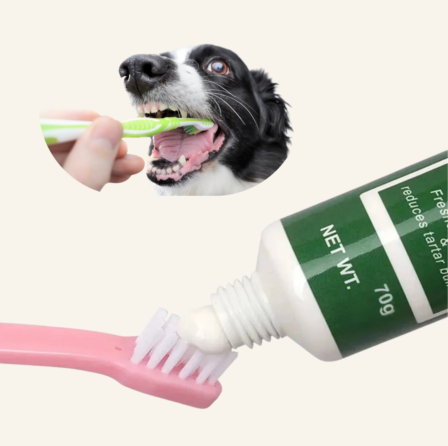 Gros plan d'une brosse à dents appliquée sur les dents d'un chien avec le dentifrice Dog Rider.