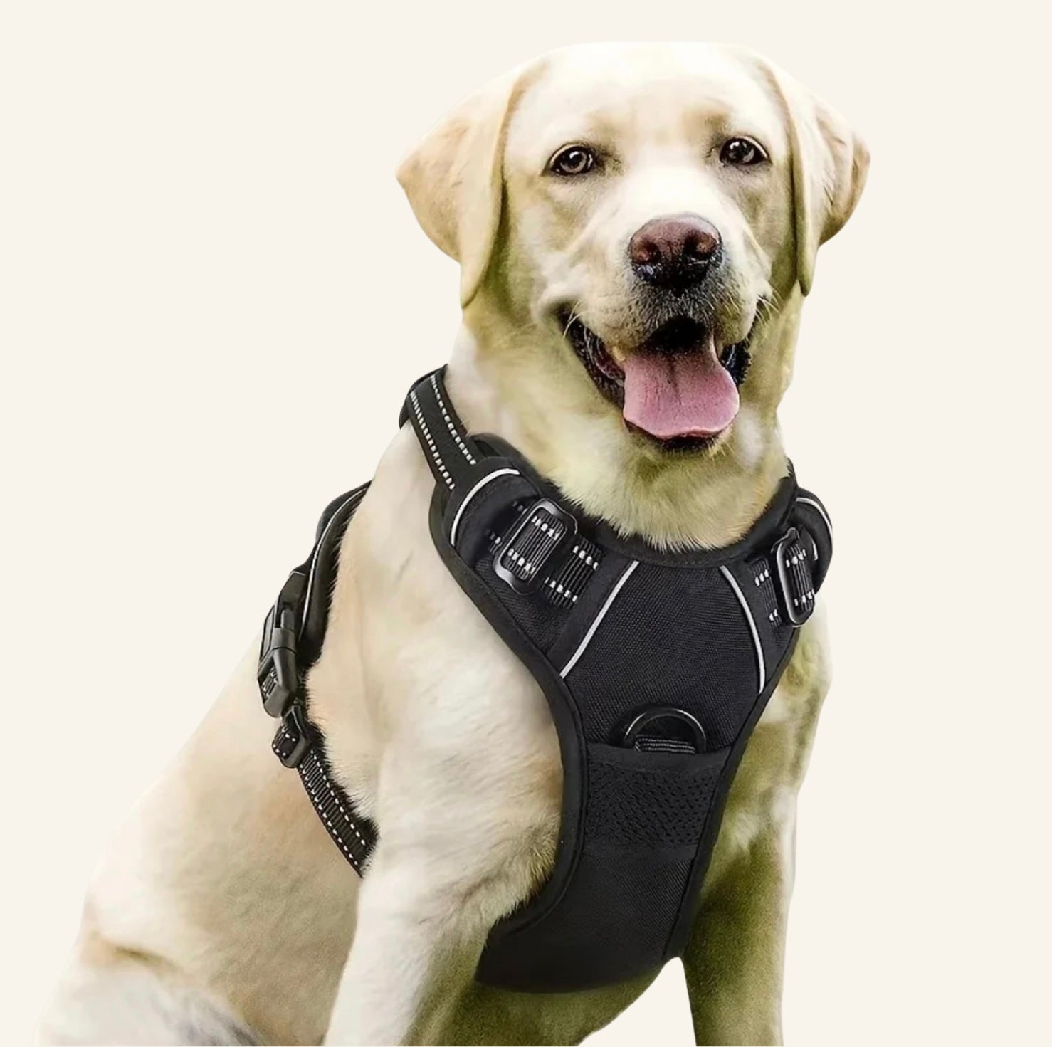 Chien labrador portant le harnais tactique Dog Rider noir avec bandes réfléchissantes 1