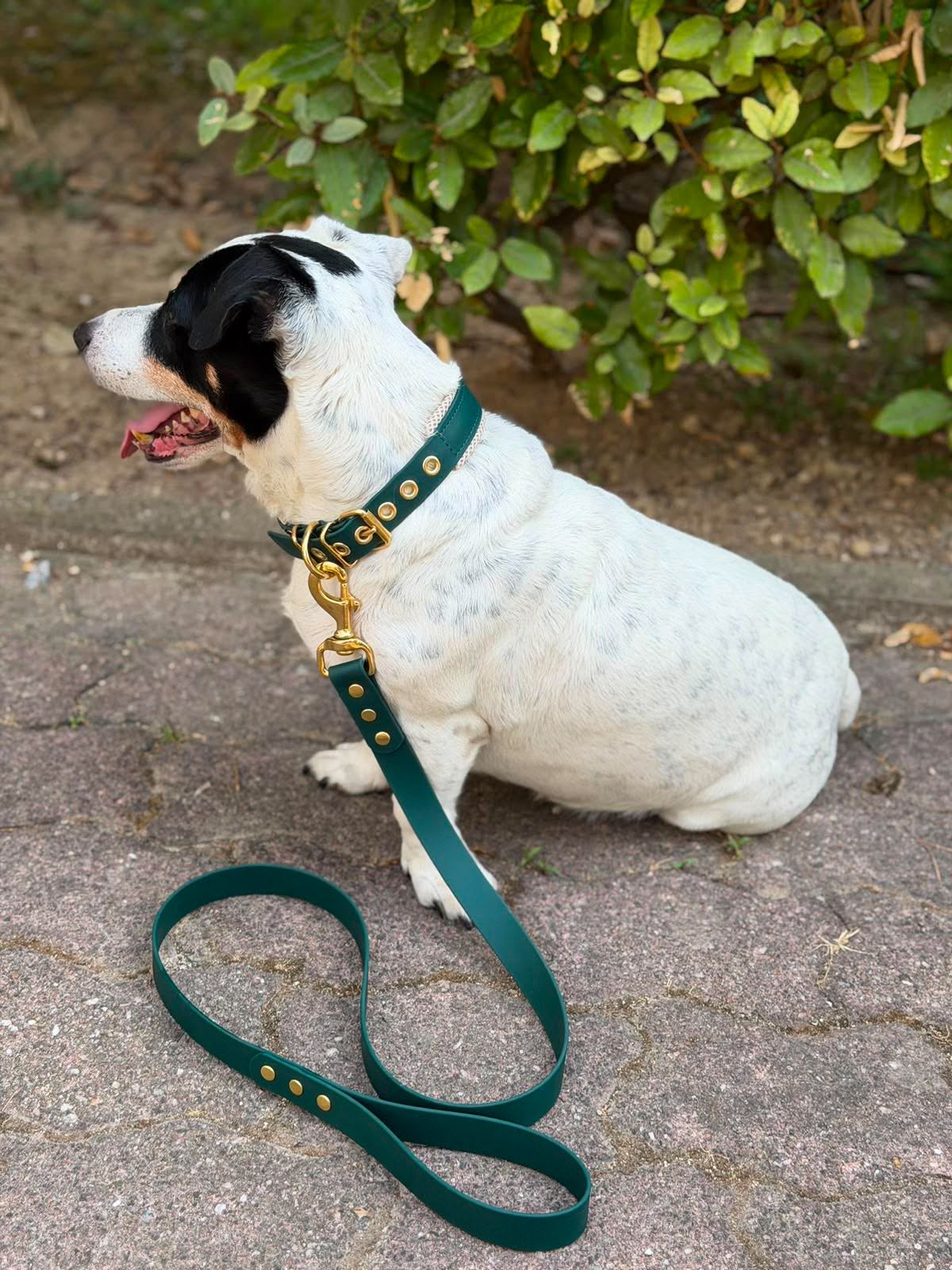Collier & Laisse Set d'Exception - Édition Limitée "Vert Forêt & Laiton"