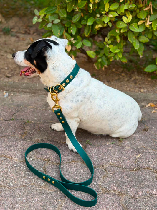 Collier & Laisse Set d'Exception - Édition Limitée "Vert Forêt & Laiton"
