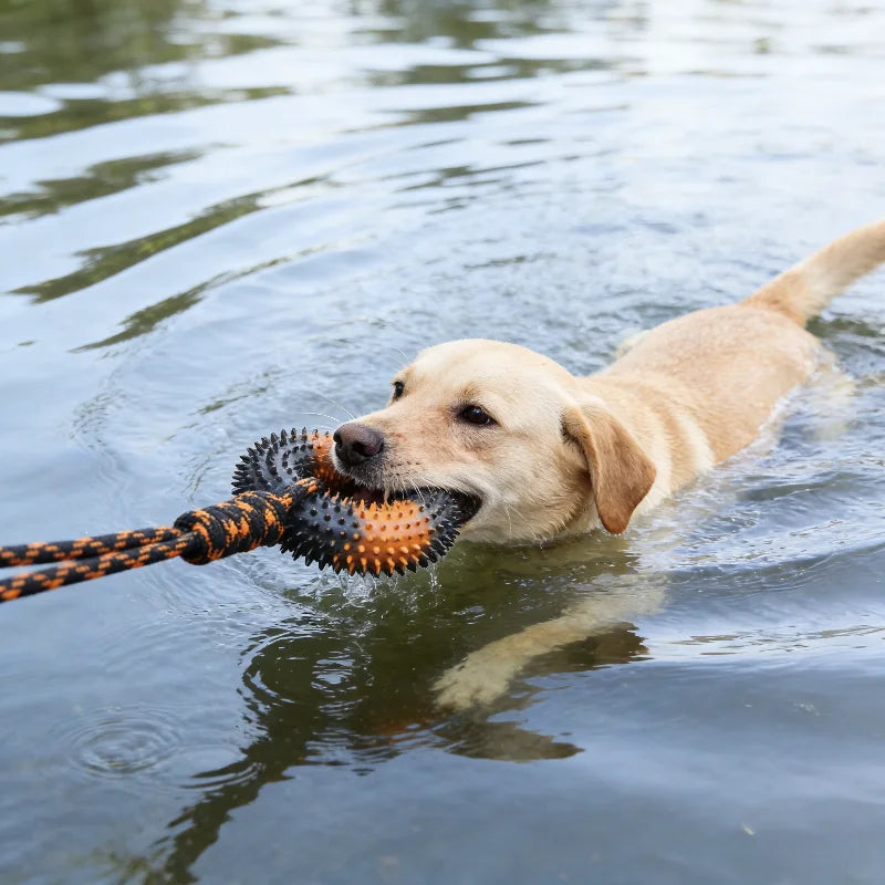 Chien s'amusant dans l'eau avec l'anneau à picots et corde de traction Dog Rider lors d'une sortie en plein air