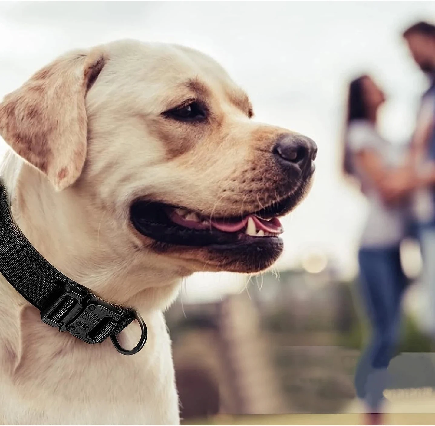 Chien portant un collier tactique haute résistance Dog Rider en extérieur.
