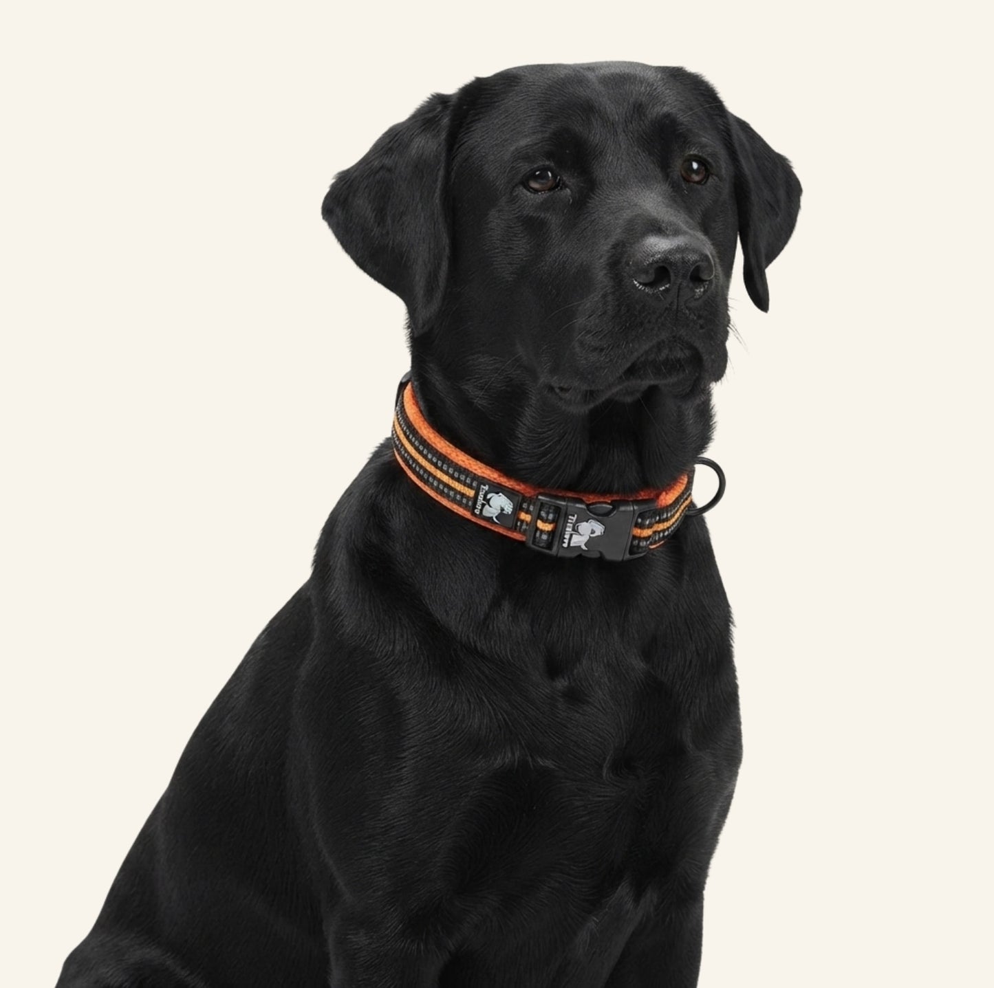Chien portant le collier de randonnée Dog Rider en extérieur