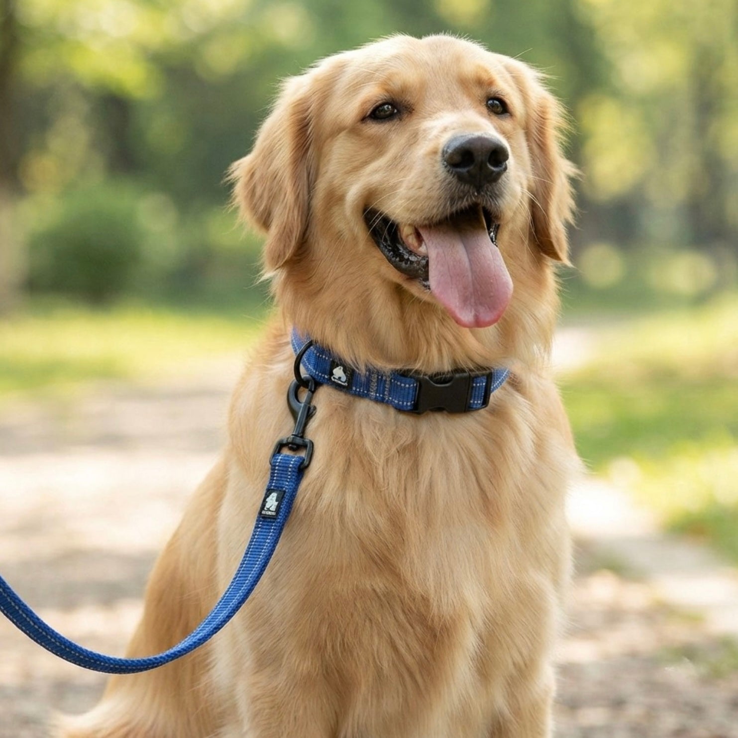 Chien Golden Retriever assis portant le collier et la laisse réfléchissants bleus Dog Rider en extérieur