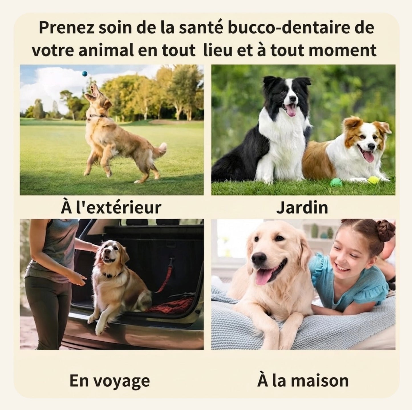 Chien utilisant les lingettes dentaires Dog Rider en extérieur, au jardin, en voyage et à la maison