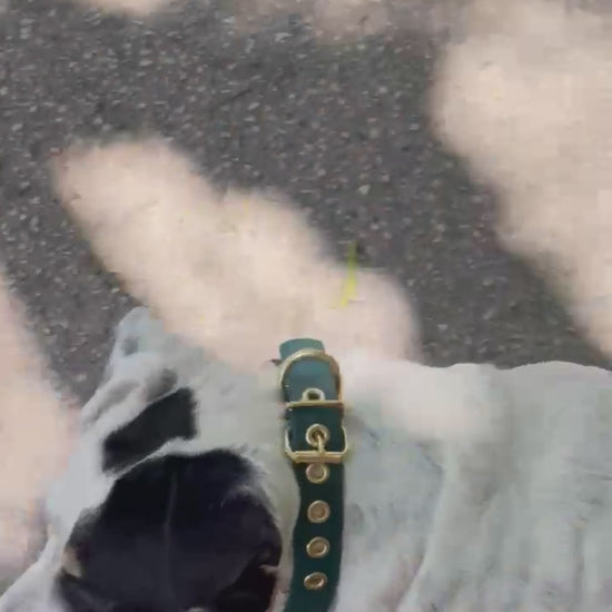 Collier vert et laiton Dog Rider avec le chien Mango