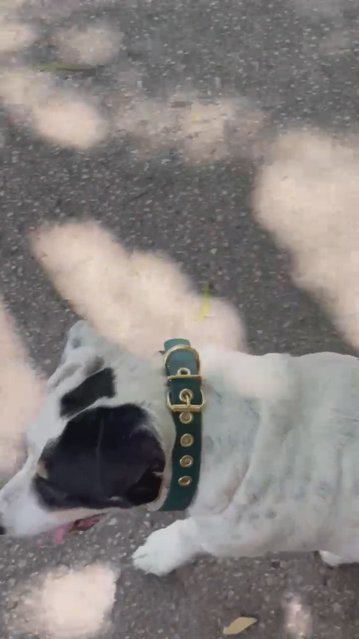 Collier vert et laiton Dog Rider avec le chien Mango